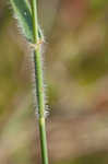 Hairy umbrella sedge